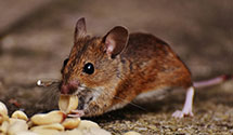 24 Hour & Emergency Exterminators in Shady Grove, OK